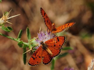 ranl parhan (Melitaea persea)