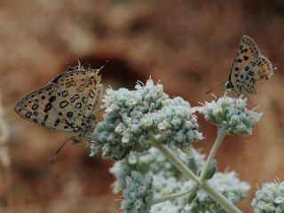 Uygur eytanc (Cigaritis uighurica)