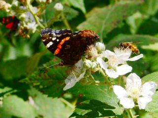 Atalanta&nbsp;(Vanessa&nbsp;atalanta)