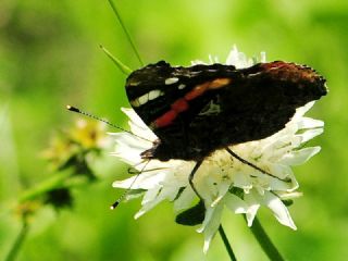 Atalanta (Vanessa atalanta)
