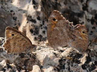 Turan Yalanccads (Pseudochazara telephassa)