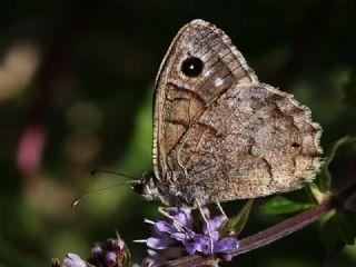 Aa Karamelei (Hipparchia statilinus)