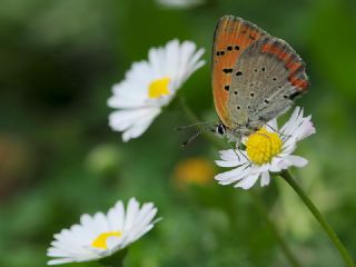 Osmanl Atei (Lycaena ottomanus)