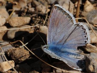 �okg�zl� Levantin �illi Mavisi&nbsp;(Polyommatus&nbsp;syriaca)