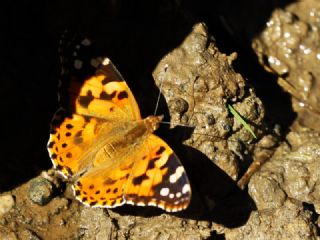 Diken Kelebei (Vanessa cardui)