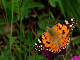 Diken Kelebei (Vanessa cardui)