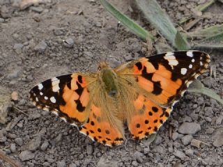 Diken Kelebe�i&nbsp;(Vanessa&nbsp;cardui)