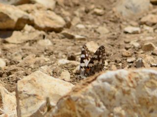 Diken Kelebe�i&nbsp;(Vanessa&nbsp;cardui)