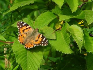 Diken Kelebe�i&nbsp;(Vanessa&nbsp;cardui)