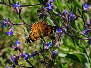 Diken Kelebe�i&nbsp;(Vanessa&nbsp;cardui)
