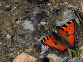 Aglais (Aglais urticae)