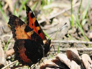 Aglais (Aglais urticae)