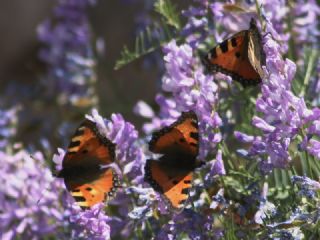 Aglais&nbsp;(Aglais&nbsp;urticae)