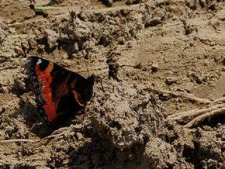 Aglais (Aglais urticae)