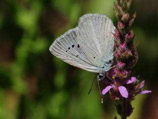 Anadolu Gzel Mavisi, Taskent Blue (Polyommatus guezelmavi)