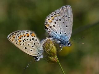 Anadolu Esmergz (Plebejus modicus)