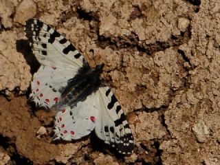 Orman Fistosu (Allancastria  cerisyi)