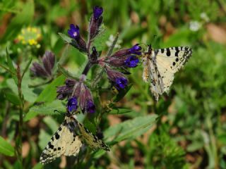 Orman Fistosu&nbsp;(Allancastria &nbsp;cerisyi)