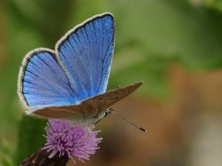 okgzl Erzincan Mavisi (Polyommatus erzindjanensis)