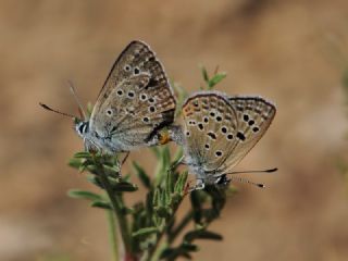 ran okgzls (Polyommatus morgianus)