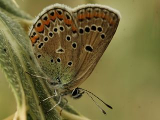 okgzl Geranium Mavisi (Polyommatus eumedon)