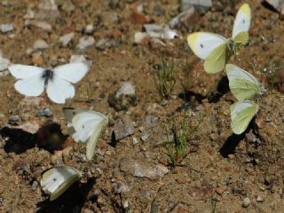 Da Beyazmelei (Pieris ergane)