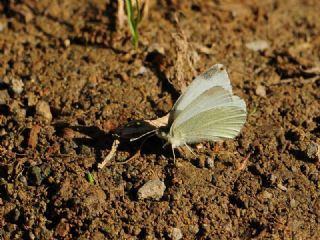 Da Beyazmelei (Pieris ergane)