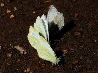 Da Beyazmelei (Pieris ergane)