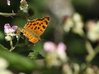 Y�rt�k P�rt�k&nbsp;(Inachis&nbsp;c-album)