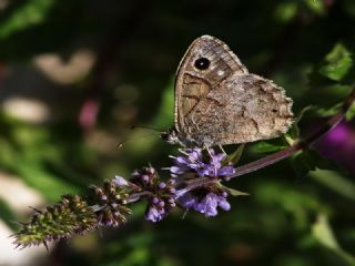 Aa Karamelei (Hipparchia statilinus)