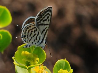 Balkan Kaplan (Tarucus balkanicus)