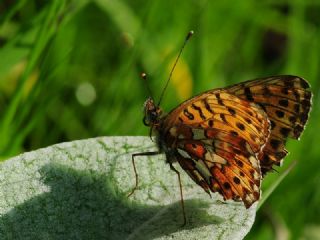 Beyaz nci (Clossiana euphrosyne)