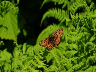 Beyaz �nci&nbsp;(Clossiana&nbsp;euphrosyne)