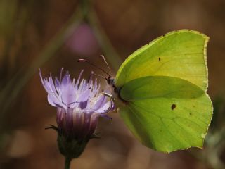 Anadolu Orakkanad (Gonepteryx farinosa)