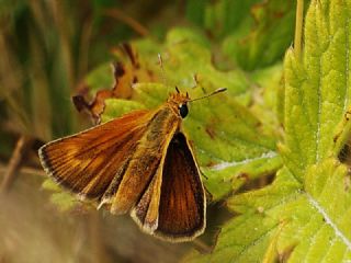 Sar Lekeli Zpzp (Thymelicus acteon)