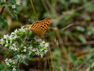 �spanyol Krali�esi&nbsp;(Issoria&nbsp;lathonia)
