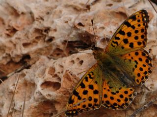 spanyol Kraliesi (Issoria lathonia)