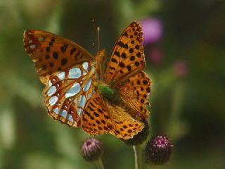 �spanyol Krali�esi&nbsp;(Issoria&nbsp;lathonia)