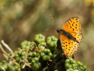 Niyobe (Fabriciana niobe)