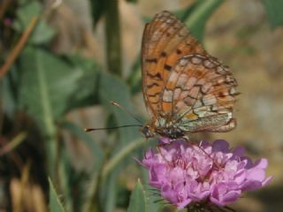 Niyobe (Fabriciana niobe)