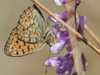 Niyobe&nbsp;(Fabriciana&nbsp;niobe)