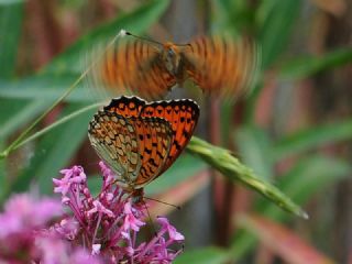 Niyobe&nbsp;(Fabriciana&nbsp;niobe)