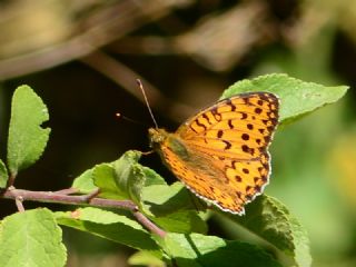 Niyobe (Fabriciana niobe)