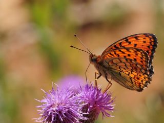 Niyobe (Fabriciana niobe)