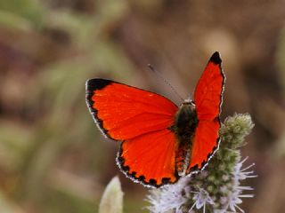 Da Atei (Lycaena thetis)