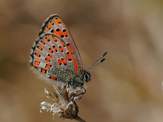 Akbes Gelinci�i&nbsp;(Tomares&nbsp;nesimachus)