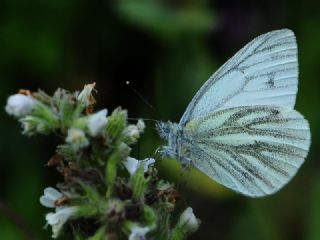 izgili Da Beyazmelei (Pieris bryoniae)