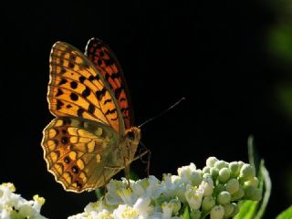 B�y�k �nci&nbsp;(Fabriciana&nbsp;adippe)