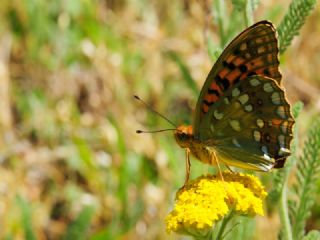 Byk nci (Fabriciana adippe)