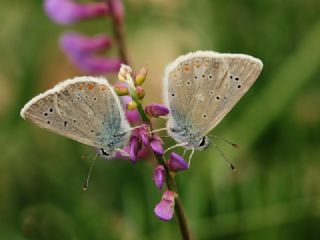 okgzl Toros Mavisi (Aricia isauricus)